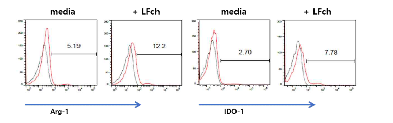 Arg-1, IDO-1 발현에 대한 LFch의 효과