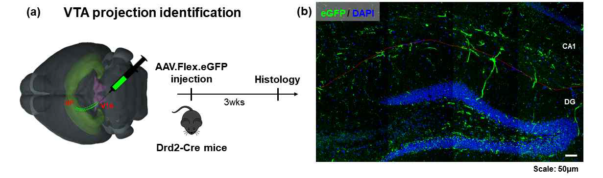 Dentate gyrus로 들어오는 VTA dopaminergic input의 동정. (a) Schematic illustration of dopaminergic input identification from VTA. (b) Dopaminergic input in dorsal hippocampus