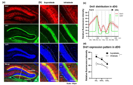 Dorsal dentate gyrus에서 Dopamine receptor 1 (Drd1) 의 발현 패턴. (a) Low magnification (10x), (b) High magnification (20x) imaging of dorsal dentate gyrus. (c) Quantification of Drd1 distribution in dentate gyrus along layer. (d) Comparison of Drd1 expression pattern in suprablade and infrablade molecular layer