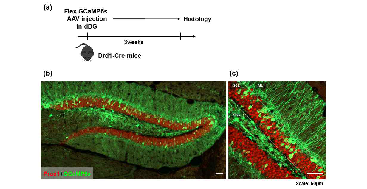 re mouse dentate gyrus. (a) Schematic illustration of GCaMP6s expression test. (b) Low magnification (10x) (c) High magnification (20x) imaging of dentate gyrus.