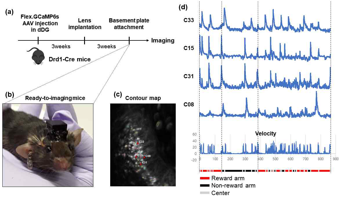 Behavioral parameter dependent analysis of calcium imaging data. (a) Schematic illustration of in vivo calcium imaging surgical schedule. (b) Ready-to-imaging mice (after basement plate attachment) photo. (c) Contour map of detected cells (Drd1+ GCs). (d) Example of each calcium transients matched with mouse velocity and its location.