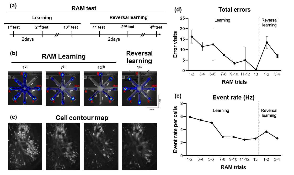 Radial arm maze test during in vivo calcium imaging in longitudinal trace. (a) Schematic illustration of RAM paradigm schedule. (b) Heatmap presentation of mouse location in each trials. Firing events are plotted in black dots. (c) Contour map of detected Drd1+ GCs. (d) Total error counts during all reward consumption in RAM exploration. (e) Total event rate of Drd1+ GCs along trials.