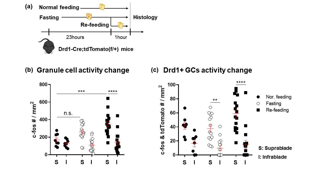 Home cage feeding test에서 Drd1+ GC 의 활성변화. (a) Schematic illustration of home cage feeding test. (b) Quantification of c-fos+ cells in GCs after home cage feeding. (c) Quantification of c-fos+ cells in Drd1+ GCs after home cage feeding.