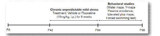 본 연구에 사용된 스트레스로 유발된 우울증 모델과 실험 스케쥴