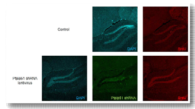 BrdU를 이용한 Ptpip51 shRNA에 의한 hippocampal neurogenesis 관찰