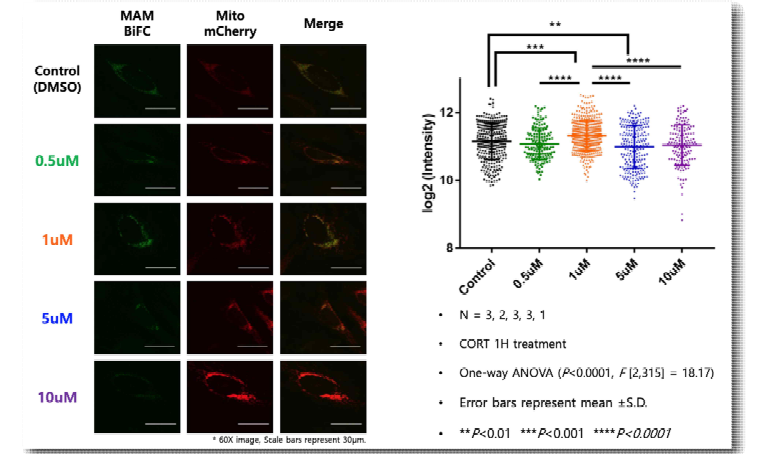 Corticosterone 처리에 따른 MAM의 결합 변화 확인