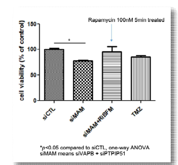 VAPB siRNA 및 PTPIP51 siRNA에 의한 세포 증식 저하를 RiBFM에 의해 회복함.