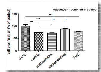 VAPB 및 PTPIP51 siRNA에 의한 세포분열 저하와 RiBFM에 의한 세포분열 증가를 BrdU를 통해 확인함