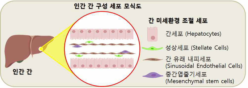 [보고서]줄기세포 유래 간 내피세포를 이용한 3차원 간조직 기능 증진 연구