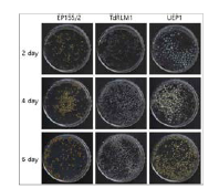 Mycelial morphology in liquid