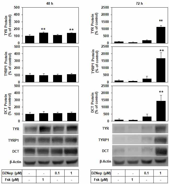 Effects of DZNep on the expression levels of protein of tyrosinase (TYR), tyrosinase-related protein 1 (TYRP1) and dopachrome tautomerase (DCT) in B16-F10 cells.