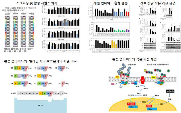 위치 스캐닝 합성 펩타이드 조합 라이브러리 (PS- SCL)를 사용한 멜라닌 억제 활성 펩타이 드의 발견과 작용 기전 규명 연구 결과 요약