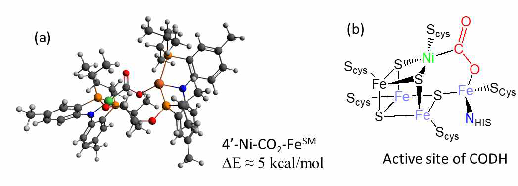 단분자 모델에서 local minimum 구조에서 κC:κO를 보여주는 가상의 구조와 (b) 효소 CODH의 활성화자리 구조