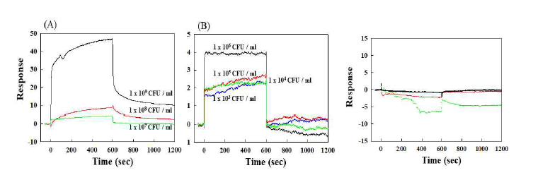 SPR responses of Vibrio (A, B) and control (E. coli)