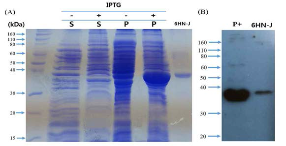 SDS-PAGE (A) and Western blot (B)