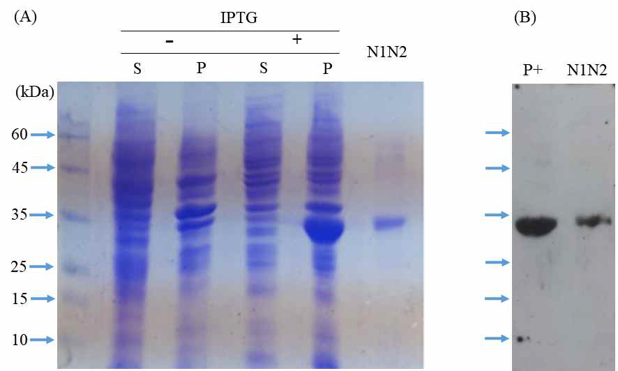 SDS-PAGE (A) and Western blot (B)