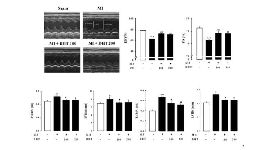심근경색모델에서 심초음파를 통해 심장기능을 개선효과 확인