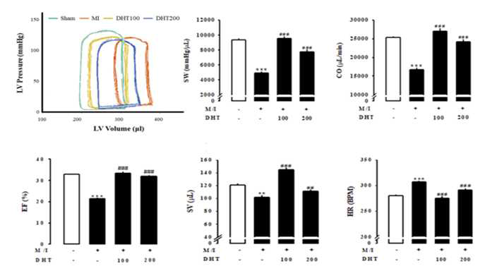 심근경색모델에서 압력-체적 (PV loop) 통해 심장기능 개선효과 확인