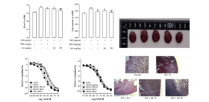 acid의 cardiac hypertrophy 개선효과