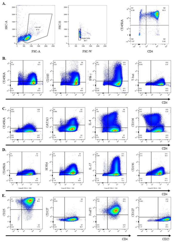 T 세포 아형 분화모델의 FACS 분석 결과