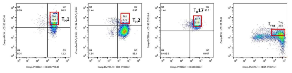 T 세포 분화모델의 FACS 분석결과