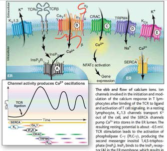 T 세포의 칼슘신호에 관여하는 이온통로를 나타낸 그림. Science. 2005 Jan 7;307(5706):56-7