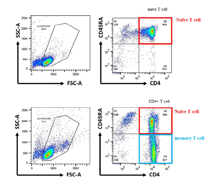 인간 PBMC에서 분리한 naive CD4+ T 세포