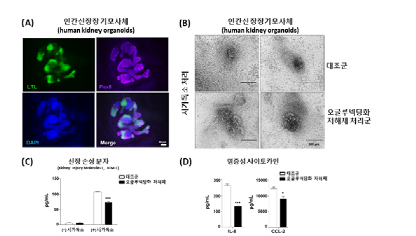 인간 신장 장기 모사체(human kidney organoids) 기반 시가독소 감염 대응 오글루넥당화 저해제 치료 효 능 검증