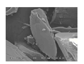 FE-SEM image of CuAspBix.