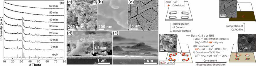 왼쪽: 산화전압 인가 시간에 따른 수산화인회석의 결정성 비교, 가운데: 수산화인회석, 전기화학적으로 코발트 이온을 도입한 수산화인회석의 SEM 이미지 및 전극에 로딩한 촉매필 름의 두께, 오른쪽: Indium tin oxide (ITO) 전극 위에 도입한 수산화인회석 필름에 산화전압을 인가하여 코발트를 도입하며 무정형의 코발트 인산염이 되기까지의 메커니즘.