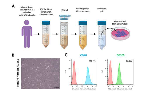 지방 유래 줄기세포 확립 과정 모식도 및 특성 분석