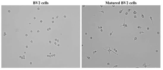 The morphology of BV2 cells before and after cell differentiation