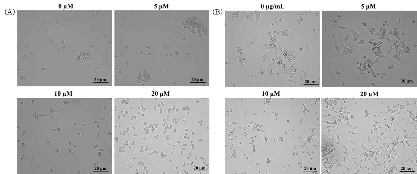 Treatment of CoPA3 together with β-amyloid on both (A) SH-SY5Y and (B) BV2 cells