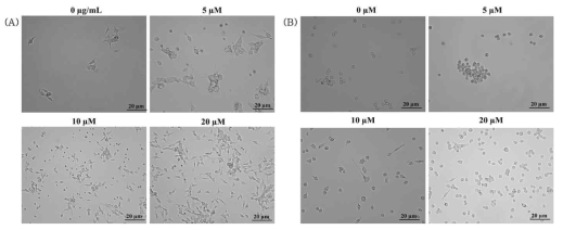 Treatment of epigallocatechin gallate together with β-amyloid on both (A) SH-SY5Y and (B) BV2 cells