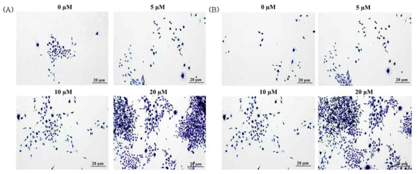 Crystal violet staining analysis of (A) CoPA3 and (B) epigallocatechin with β-amyloid on SH-SY5Y