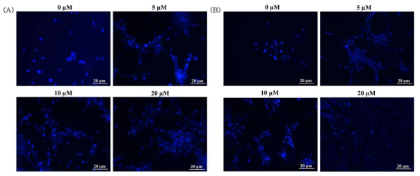 Hoechst staining analysis of (A) CoPA3 and (B) epigallocatechin with β-amyloid on SH-SY5Y