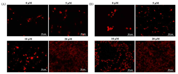 Propidium iodide staining analysis of (A) CoPA3 and (B) epigallocatechin with β-amyloid on SH-SY5Y