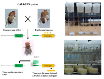 Culturing GAL4/UAS system flies