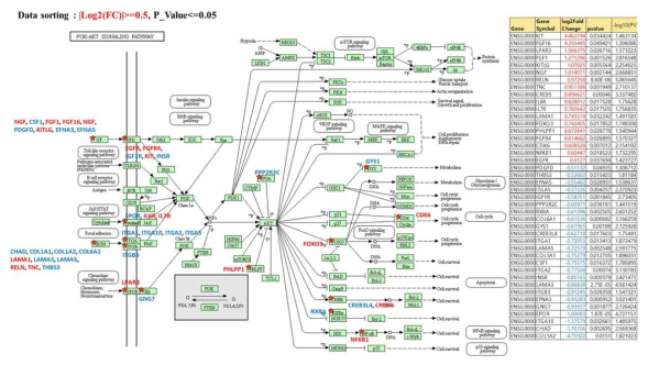 PI3K/AKT intracellular signaling pathway