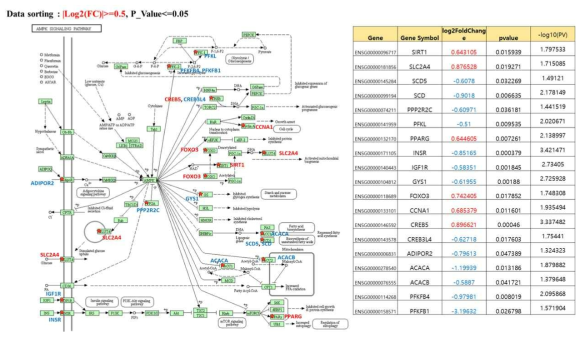 AMPK signaling pathway