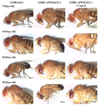 Light macroscopic observation of eye morphology in Drosophila AD model