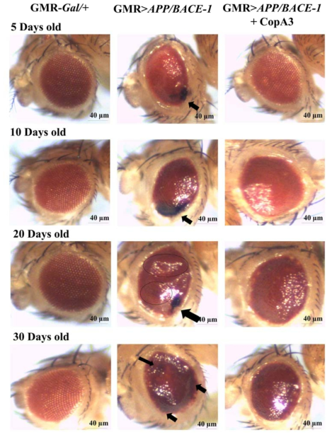 Rough or aberrant eye phenotype observation of with or without CopA3 treatment at different days of interval