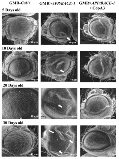 SEM analysis of Rough eye phenotype observation of with or without CopA3 treatment at different days of interval