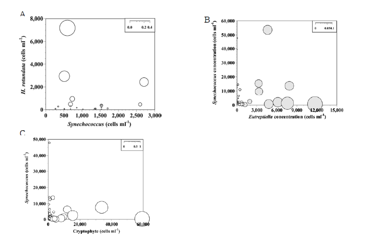 광영양 원생생물 플랑크톤에 대한 광합성 세균 Synechococcus spp.의 현장 포식압 측정. (A) Heterocapsa rotundata, (B) Eutreptiella eupharyngea, (C) Teleaulax amphioxiea