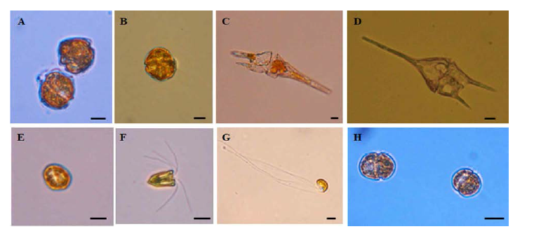 연구기간 동안에 단종배양체를 확립한 광영양 편모류. A: Alexandrium catenella, B: Alexandrium hiranoi, C: Triceratium furca, D: Triceratium kofoidii, E: Heterosiagma akashiwo, F: Pyramimonas propulsa, G: Paraphysomonas imperforata, H: Heterocapsa niei (크기 : 10㎛)