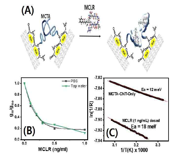 (A) MCTA-MWCNT와 MC-LR사이의 선택적 상호작용 (B) FET센서의 PBS와 수돗물에서의 MC-LR검출의 transconductance (c) MCTA-MWCNT와 MC-LR-MCTA -MWCNT에서의 활성화 에너지