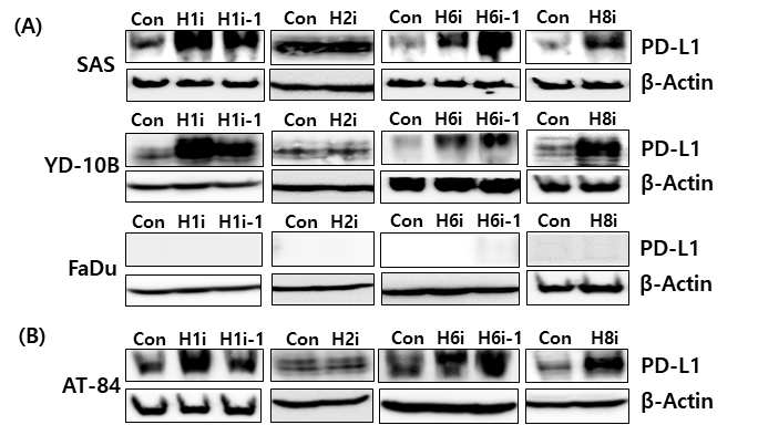 구강암세포주에서 선택적 HDAC 저해제에 처리에 의한 PD-L1 발현 변화. (A)human OSCC cells (B)mouse OSCC cells, HDAC1i(H1i):CI994, HDAC1-1(H1i-1):Pyroxamide; HDAC2i(H2i):Santacruzamate A;HDAC6i (H6i):ACY-1215, HDAC6i-1(H6i-1):Tubastatin A; HDAC8i(H8i):Apicidin.