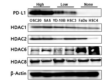 PD-L1 발현별세포주에서 HDAC isotype발현
