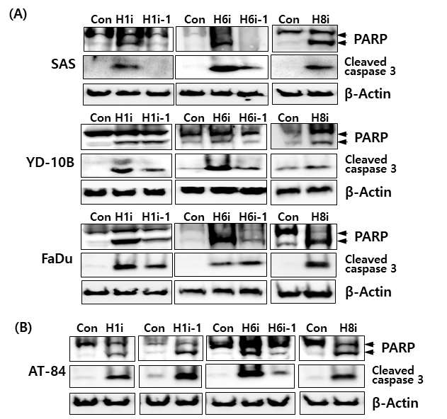 구강암세포주에서 선택적 HDAC 저해제에 의한 세포사멸효과. (A)human OSCC cells (B)mouse OSCC cells, HDAC1i(H1i):CI994, HDAC1-1(H1i-1):Pyroxamide; HDAC2i(H2i):Santacruzamate A;HDAC6i (H6i):ACY-1215, HDAC6i-1 (H6i-1):Tubastatin A; HDAC8i(H8i):Apicidin.