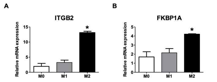 M2 대식세포에서 ITGB2와 FKBP1A의 발현